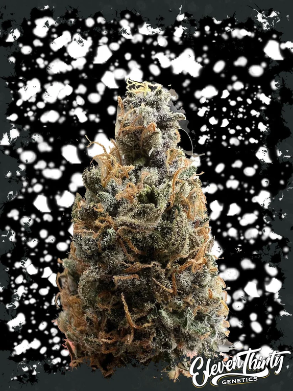 Mega Boof auto Cannabis Seeds