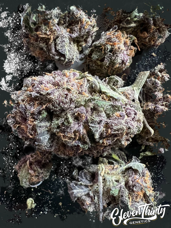 RS-ElevenThirty auto Cannabis Seeds