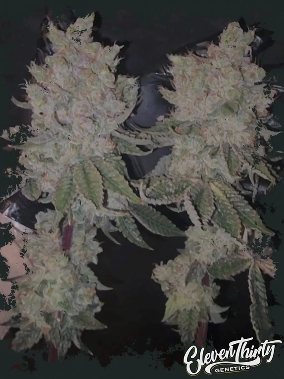 Habanero OG (Triploid) Cannabis Seeds