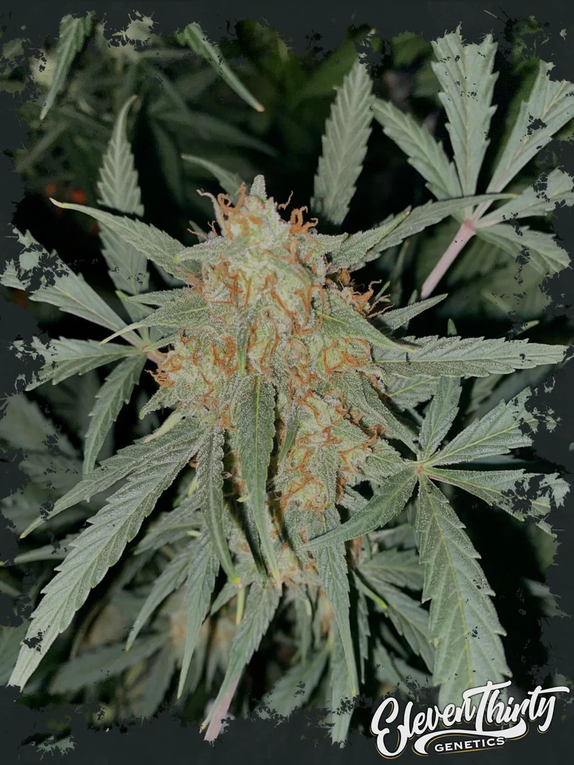 AMMI (TRIPLOID) Cannabis Seeds