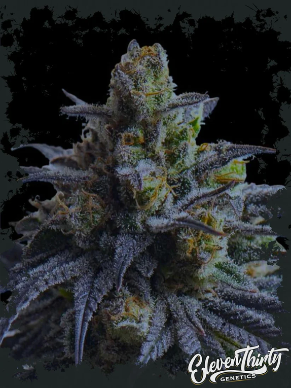 ZEPPOLEZ (TRIPLOID) Cannabis Seeds
