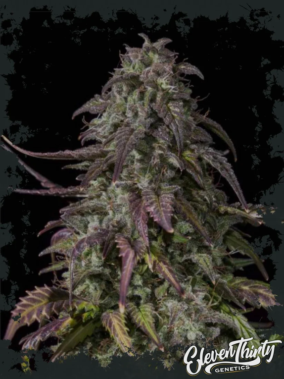 ZORRELLO (TRIPLOID) Cannabis Seeds