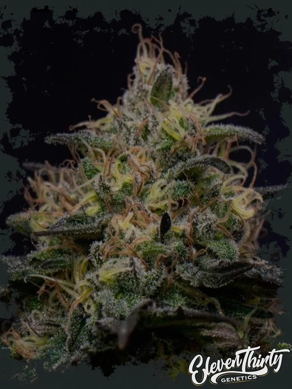 TOAZTED (TRIPLOID) Cannabis Seeds