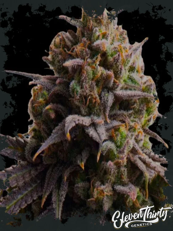 THE FROZT (TRIPLOID) Cannabis Seeds
