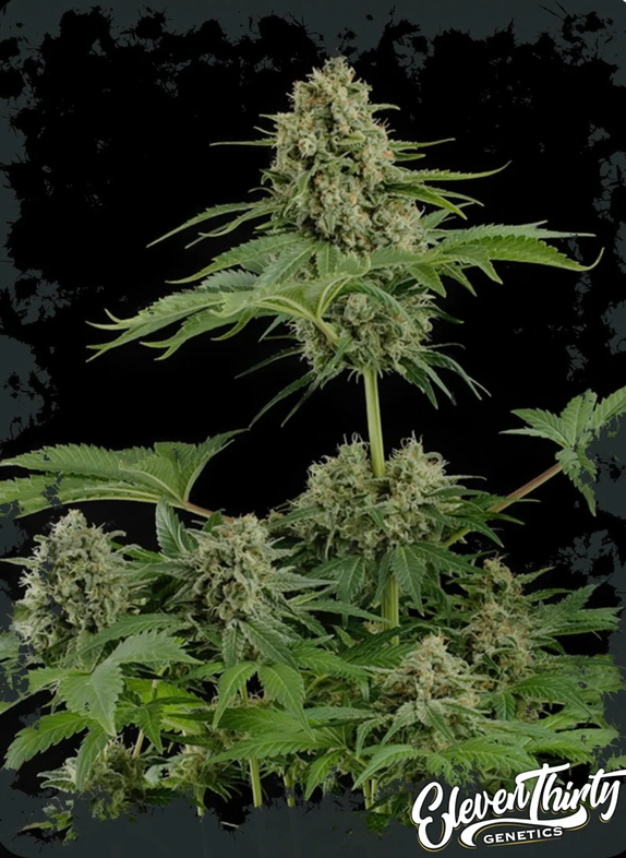 THE GUVNOR (TRIPLOID) Cannabis Seeds