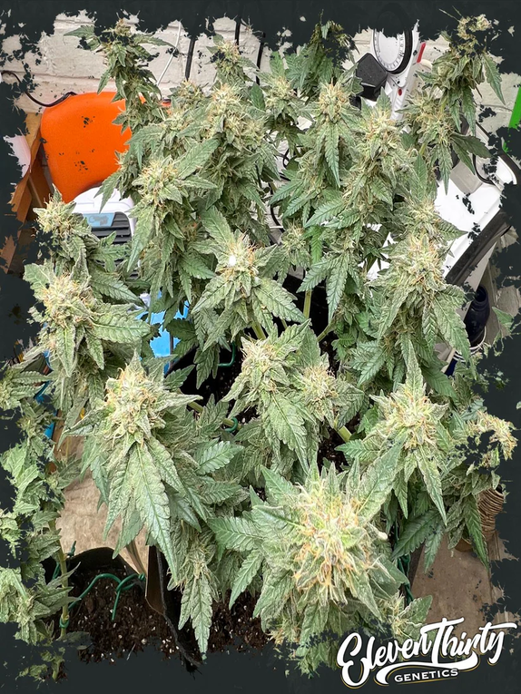 TOAZTED Cannabis Seeds