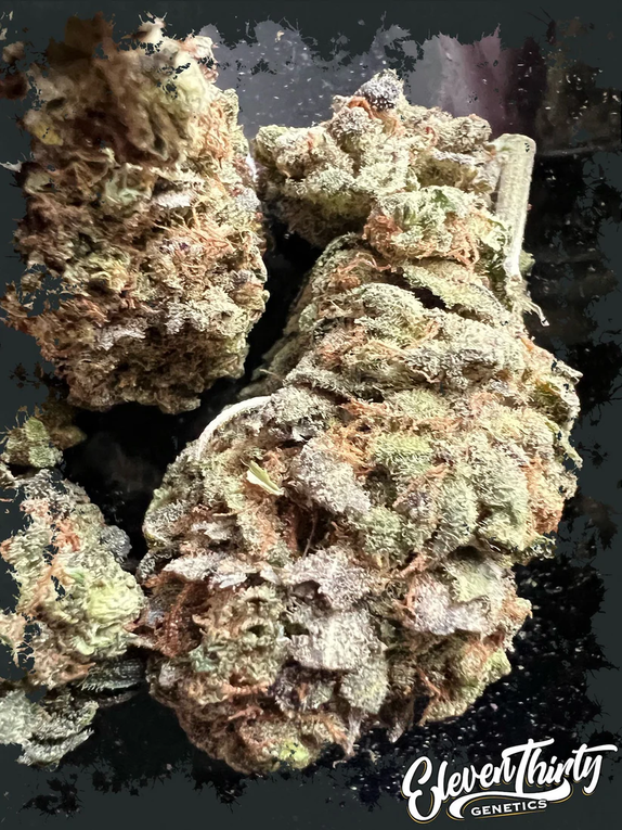 GAS MASK Cannabis Seeds