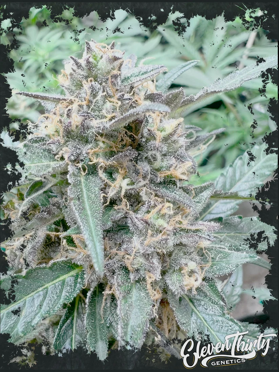 RCZ Cannabis Seeds