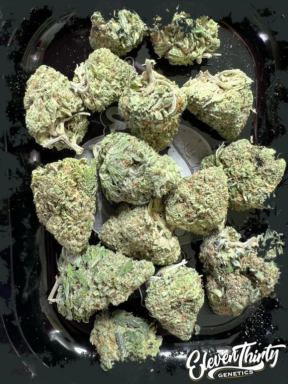 KOSH-YA! Cannabis Seeds