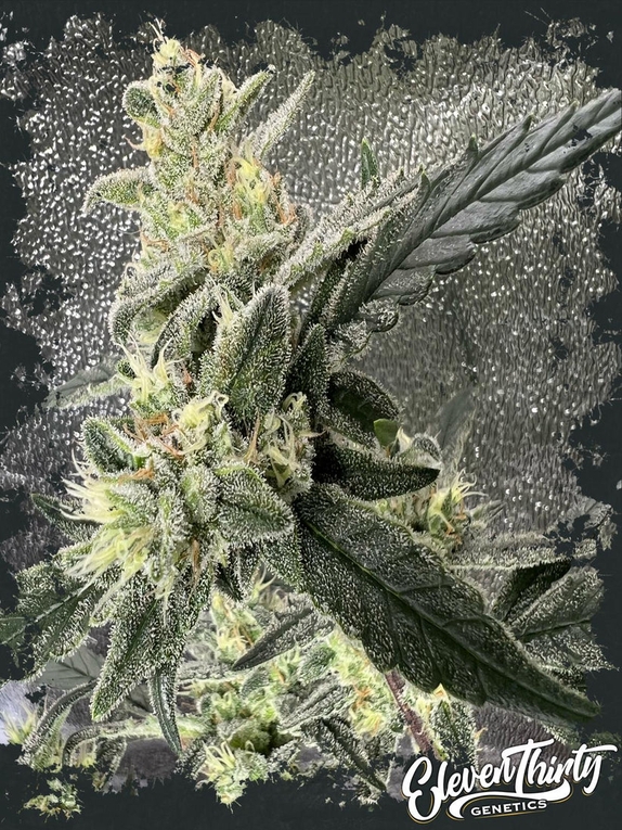 THE FROZT Cannabis Seeds