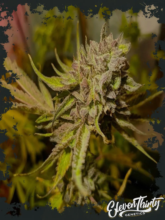 RUNTZ GRAPES (regular) Cannabis Seeds