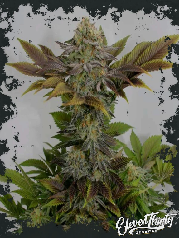 PARTY MONSTER (REGULAR) Cannabis Seeds