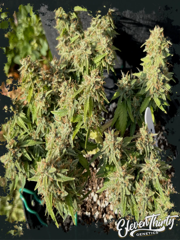 BURGERZ (AUTO) Cannabis Seeds