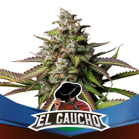 El Gaucho Faster Flowering Cannabis Seeds