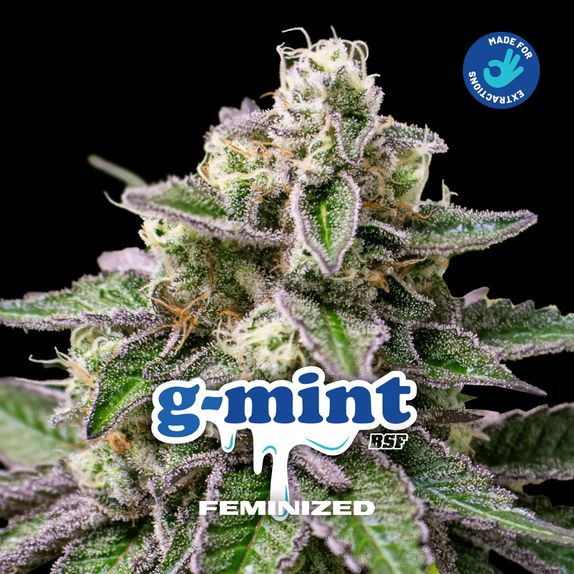 G-Mint Feminized Cannabis Seeds