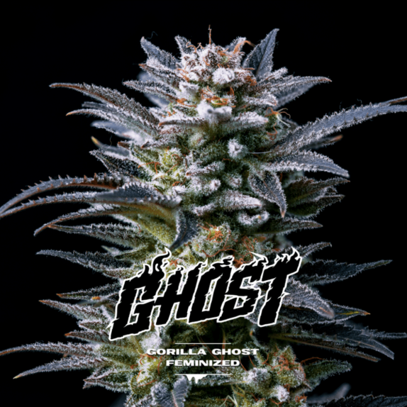 Gorilla Ghost Cannabis Seeds