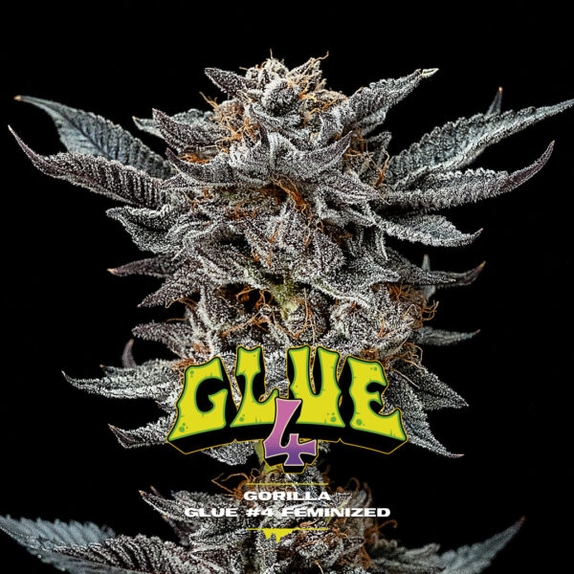 Gorilla Glue 4 Cannabis Seeds