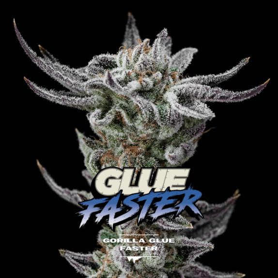 Gorilla Glue Faster Cannabis Seeds