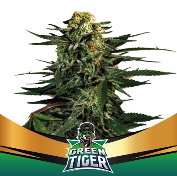 Green Tiger Faster Flowering Cannabis Seeds