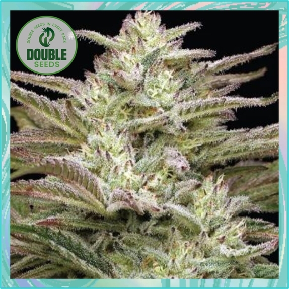 Auto Jelly Donutz Cannabis Seeds