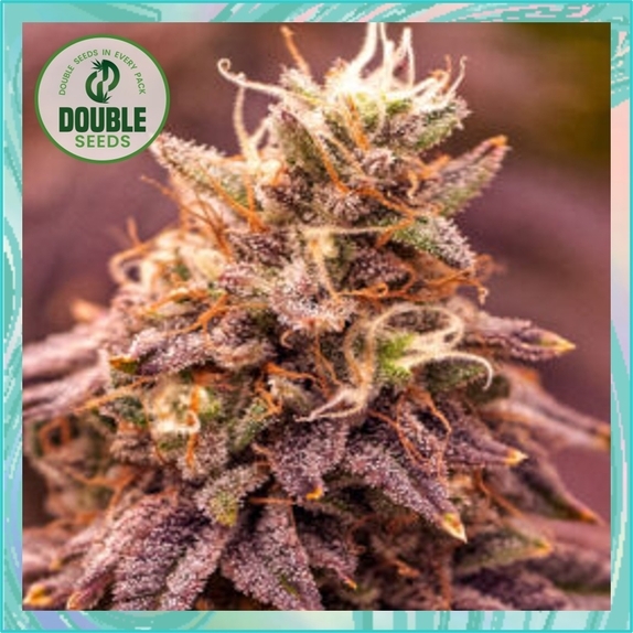 Berry Moonrocks XL Cannabis Seeds