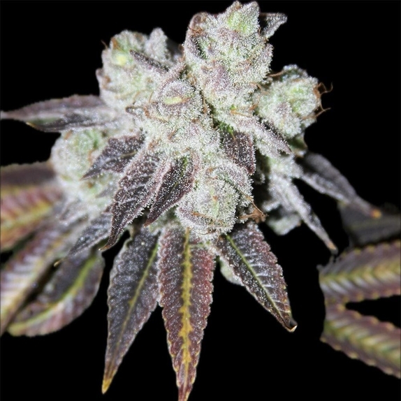 Powahh UpZ Regular Cannabis Seeds
