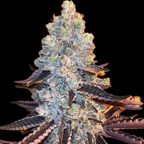 Out SiderZ Regular (Dank Genetics Seeds) Cannabis Seeds