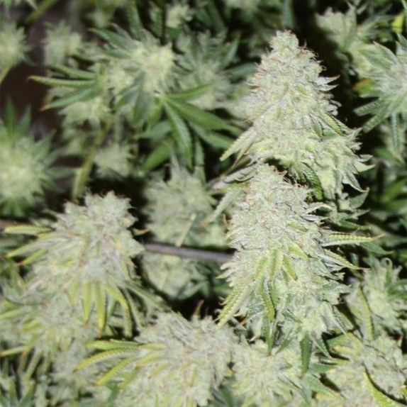 Snapz Regular Cannabis Seeds