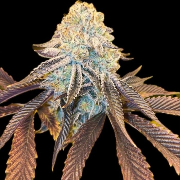 Bad Girlz Regular Cannabis Seeds