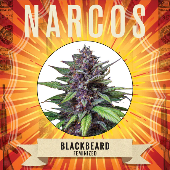 Blackbeard Cannabis Seeds