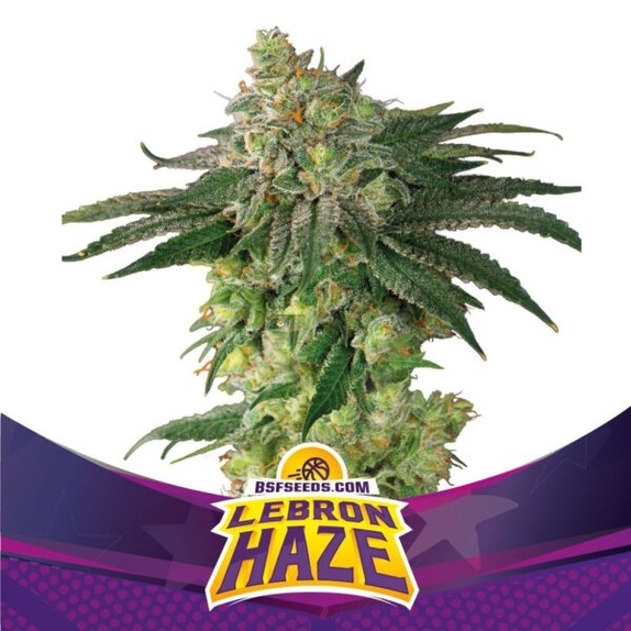 Lebron Haze Cannabis Seeds
