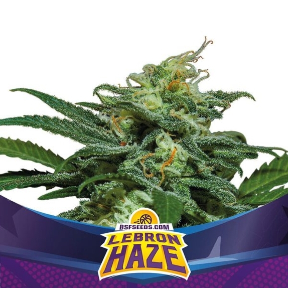 Lebron Haze XXL Auto Cannabis Seeds