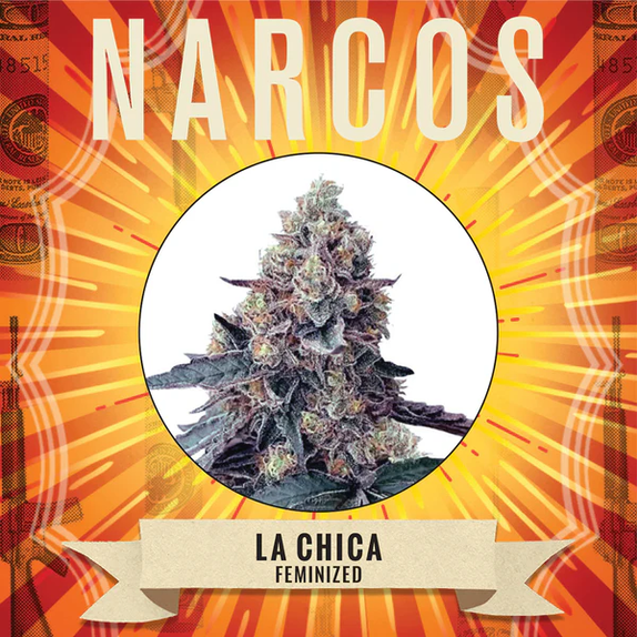 La Chica Cannabis Seeds