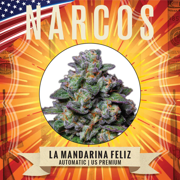 La Mandarina Feliz Auto Cannabis Seeds