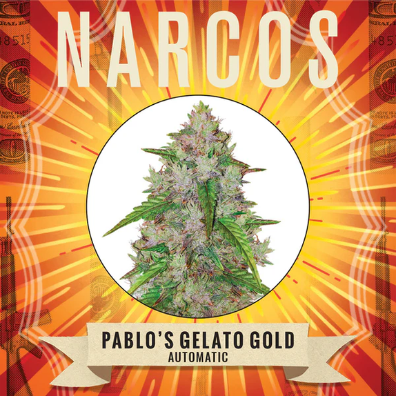 Pablos Gelato Gold Auto Cannabis Seeds