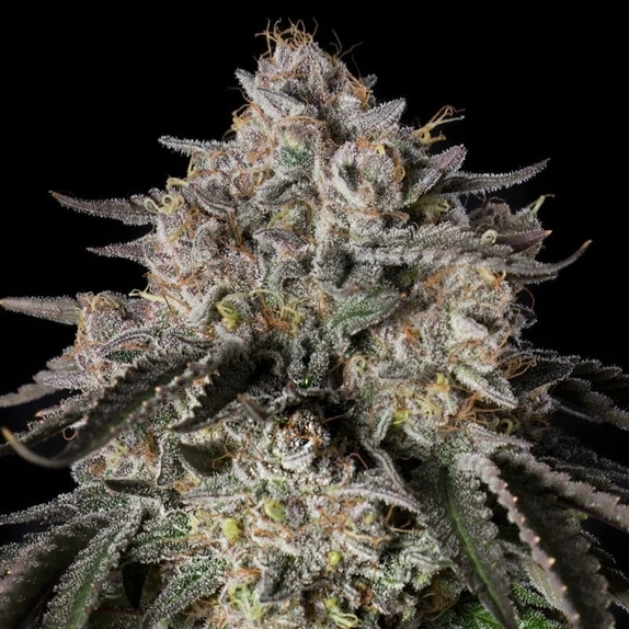 Cherry Essence Cannabis Seeds