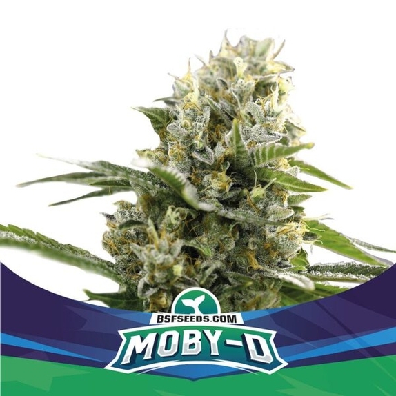 Moby-D XXL Auto Cannabis Seeds