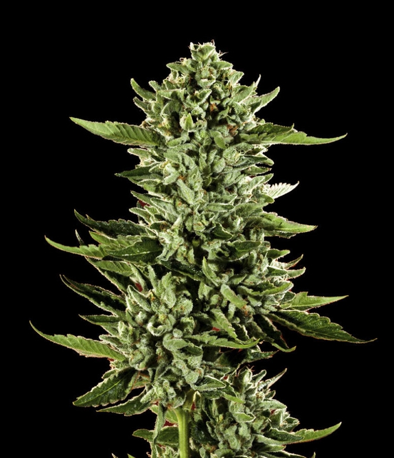 San Fernando Valley OG Kush Cannabis Seeds