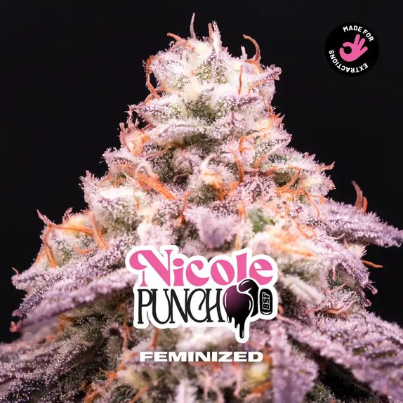 Nicole Punch Cannabis Seeds