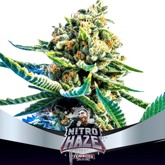 Nitro Haze Feminised Cannabis Seeds