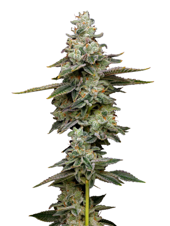 Citronella Sunrize Auto Cannabis Seeds