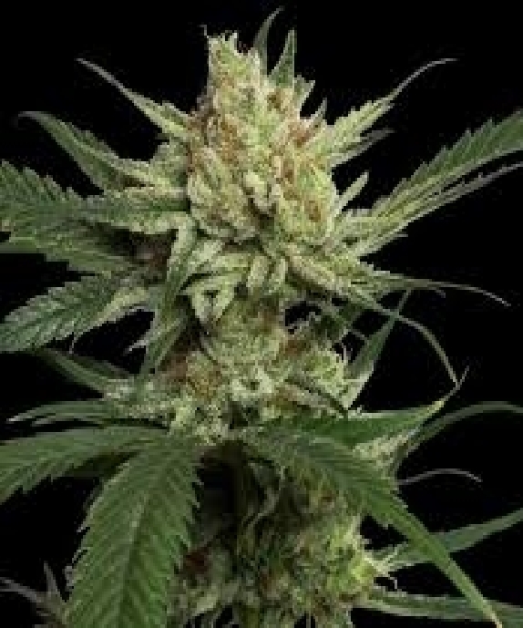 Strawberry Banana Cannabis Seeds