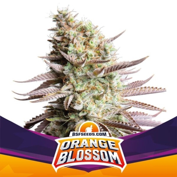 Orange Blossom Cannabis Seeds