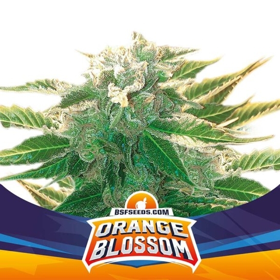 Orange Blossom XXL Auto (BSF Seeds) Cannabis Seeds