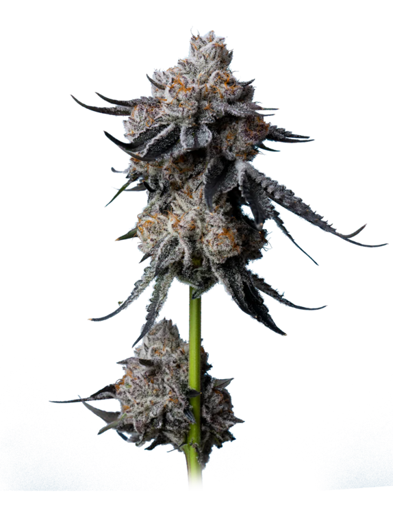 Gorilla Glue 4 Cannabis Seeds