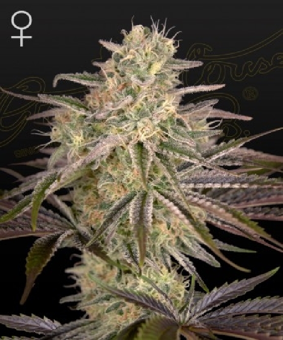 Cloudwalker Cannabis Seeds