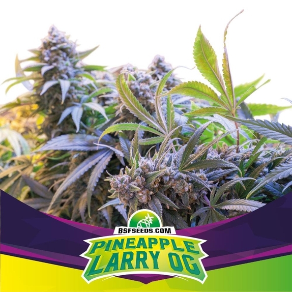 Pineapple Larry OG XXL Cannabis Seeds