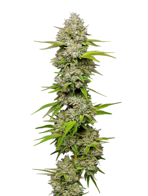 Lemon Blueberry Cannabis Seeds