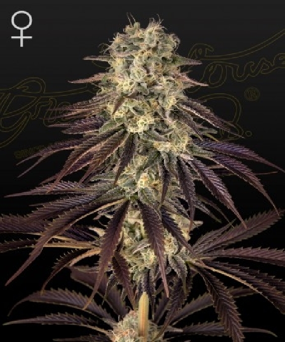 Kong's Krush Cannabis Seeds