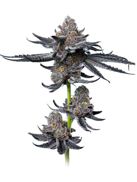 Platinum OG Cannabis Seeds